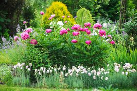 Peonies blooming together in garden